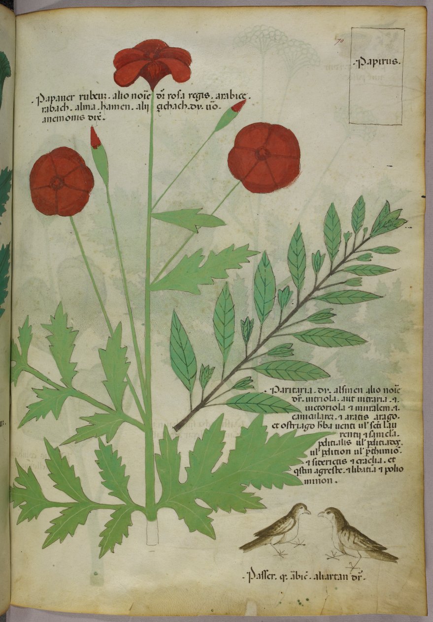Botanická ilustrace, asi 1440 (tuš a barva na pergamenu) od Italian School
