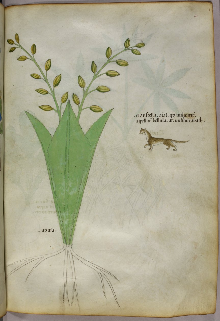 Botanická ilustrace, asi 1440 (tuš a barva na pergamenu) od Italian School