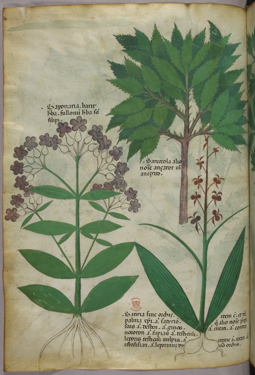 Botanická ilustrace, asi 1440 (tuš a barva na pergamenu) od Italian School