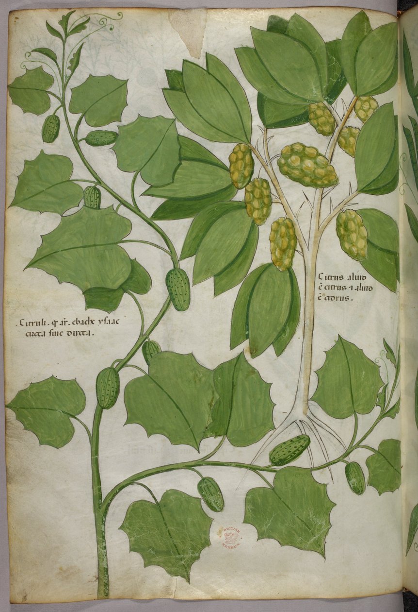Botanická ilustrace, asi 1440 (tuš a barva na pergamenu) od Italian School