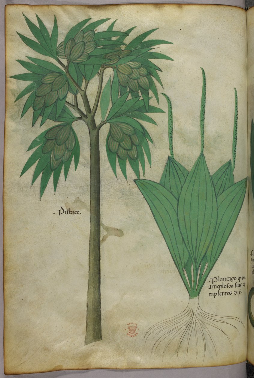 Botanická ilustrace, asi 1440 (tuš a barva na pergamenu) od Italian School
