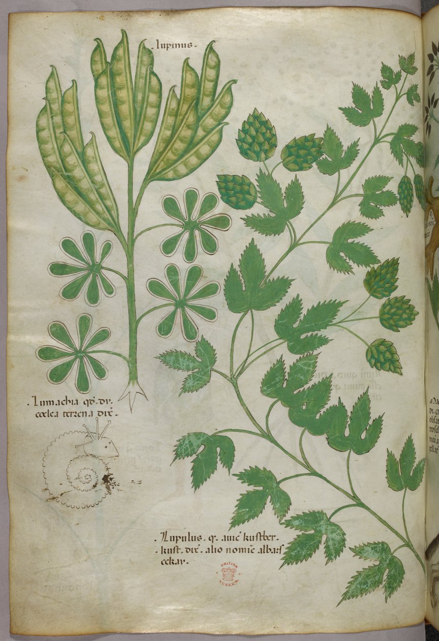 Botanická ilustrace, asi 1440 (tuš a barva na pergamenu) od Italian School