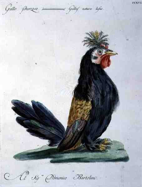 Cockerel, c.1767-76 (ručně kolorovaná rytina) od Italian School