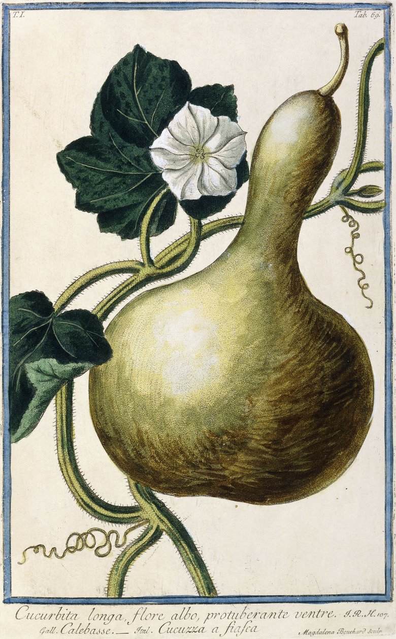 Tykev, 1772-1784 od Italian School