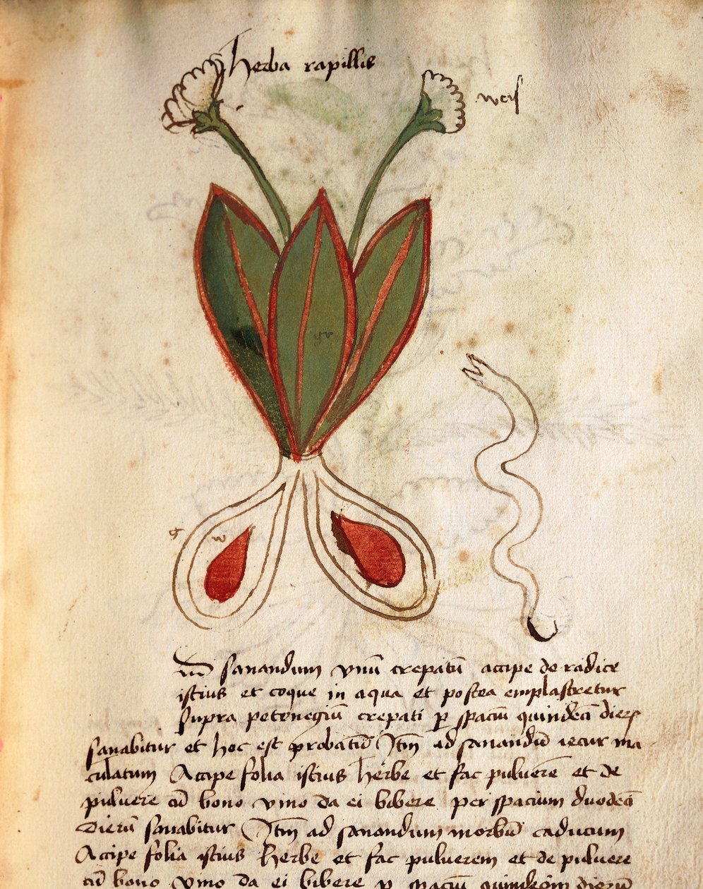 Herba Capillaria od Italian School