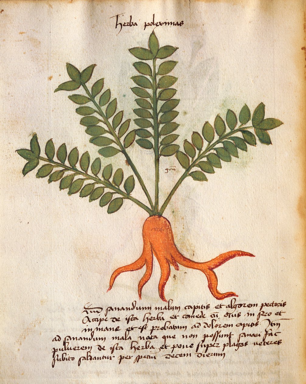 Herba Poleximos od Italian School