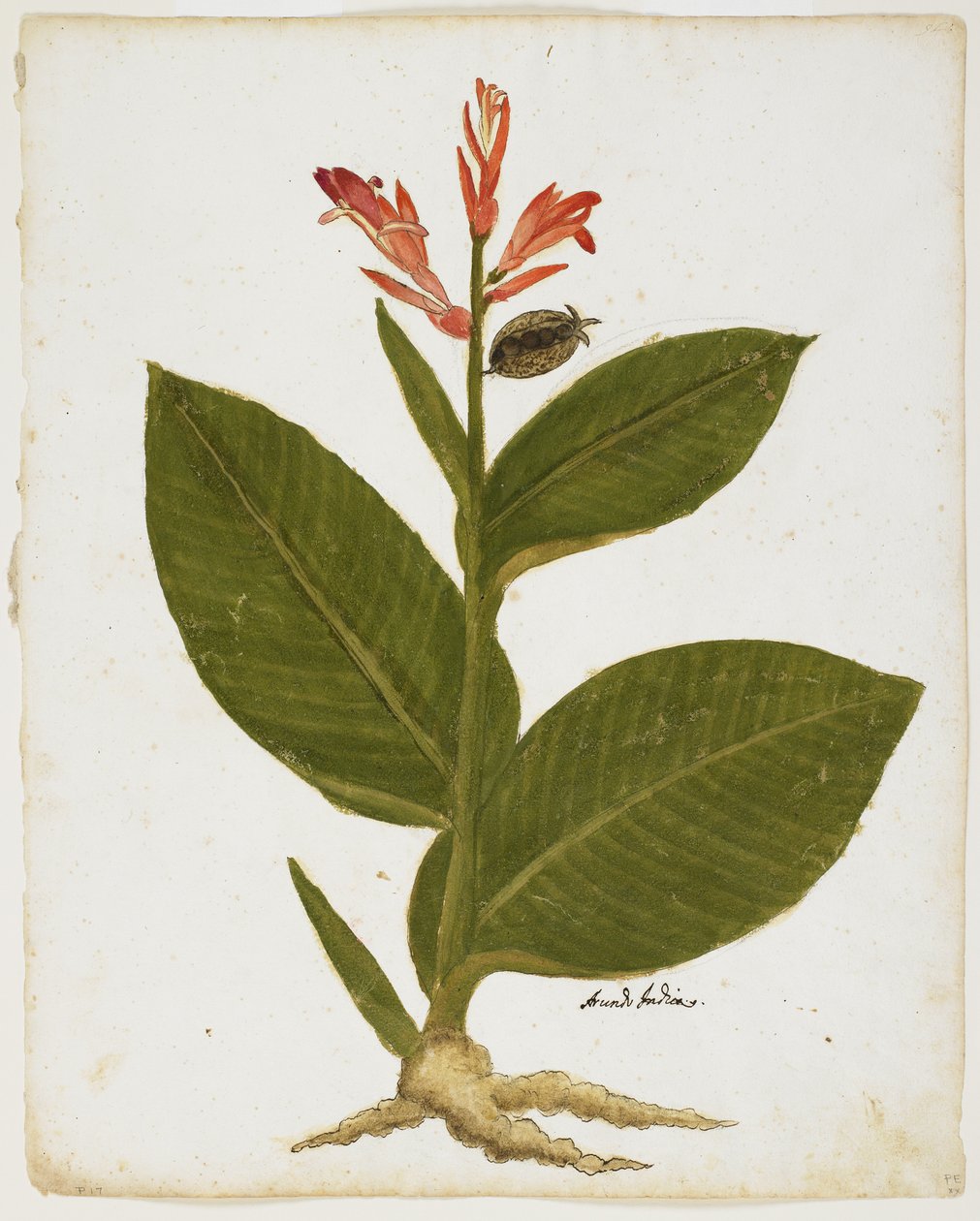 Indian Shot (Canna indica) (wc na papíře) od Italian School