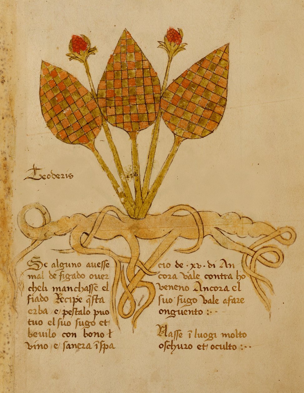 Ms 1591 Fol.19r Herba Teoderis (vellum) od Italian School