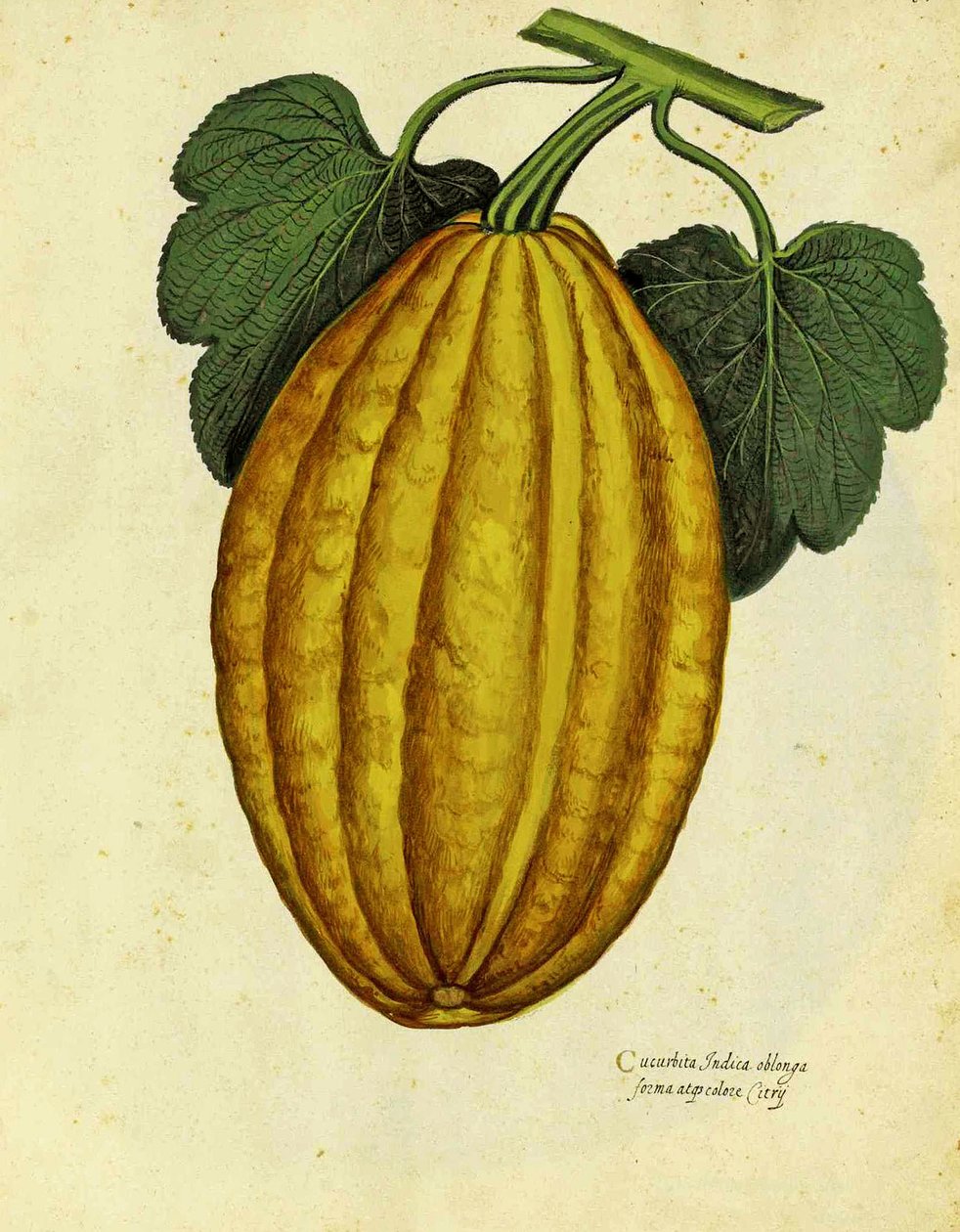 Oblong squash od Ulisse Aldrovandi od Italian School