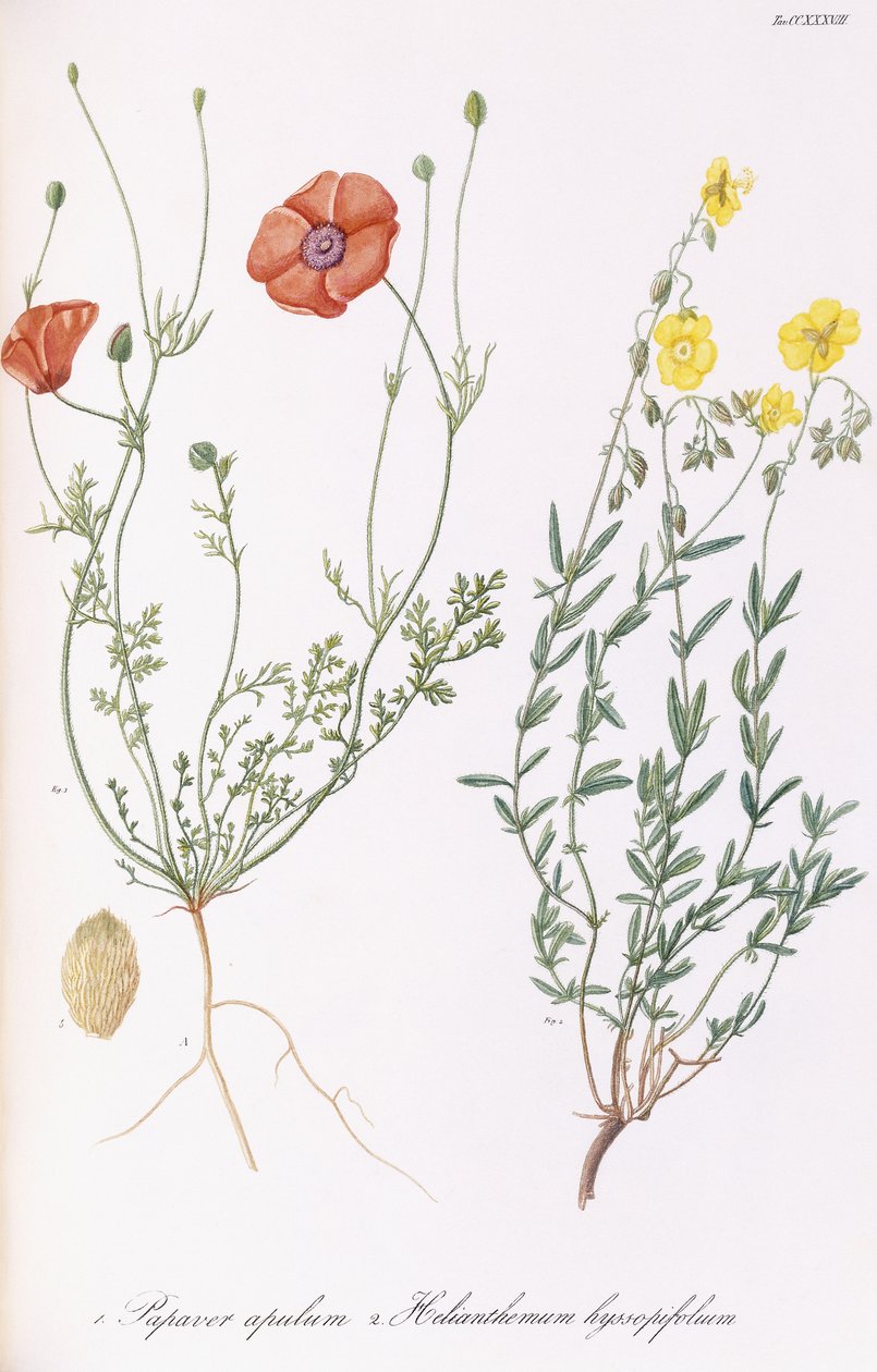 Papaver apulum a Helianthemum hyssopifolum, 1811-1838 od Italian School