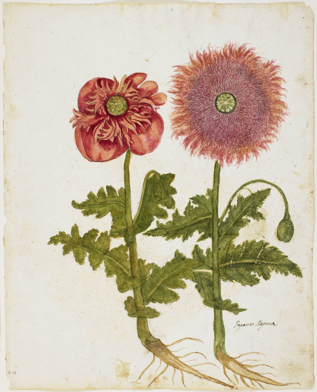 Mák (Papaver spp.) (wc a tempery na papíře) od Italian School