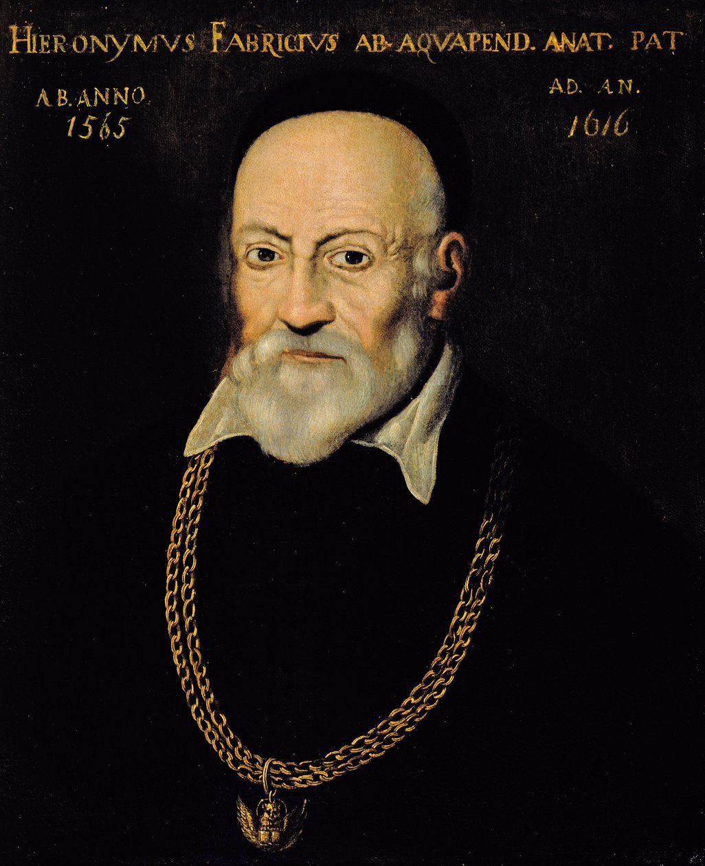 Portrét Hieronyma Fabricia od Italian School