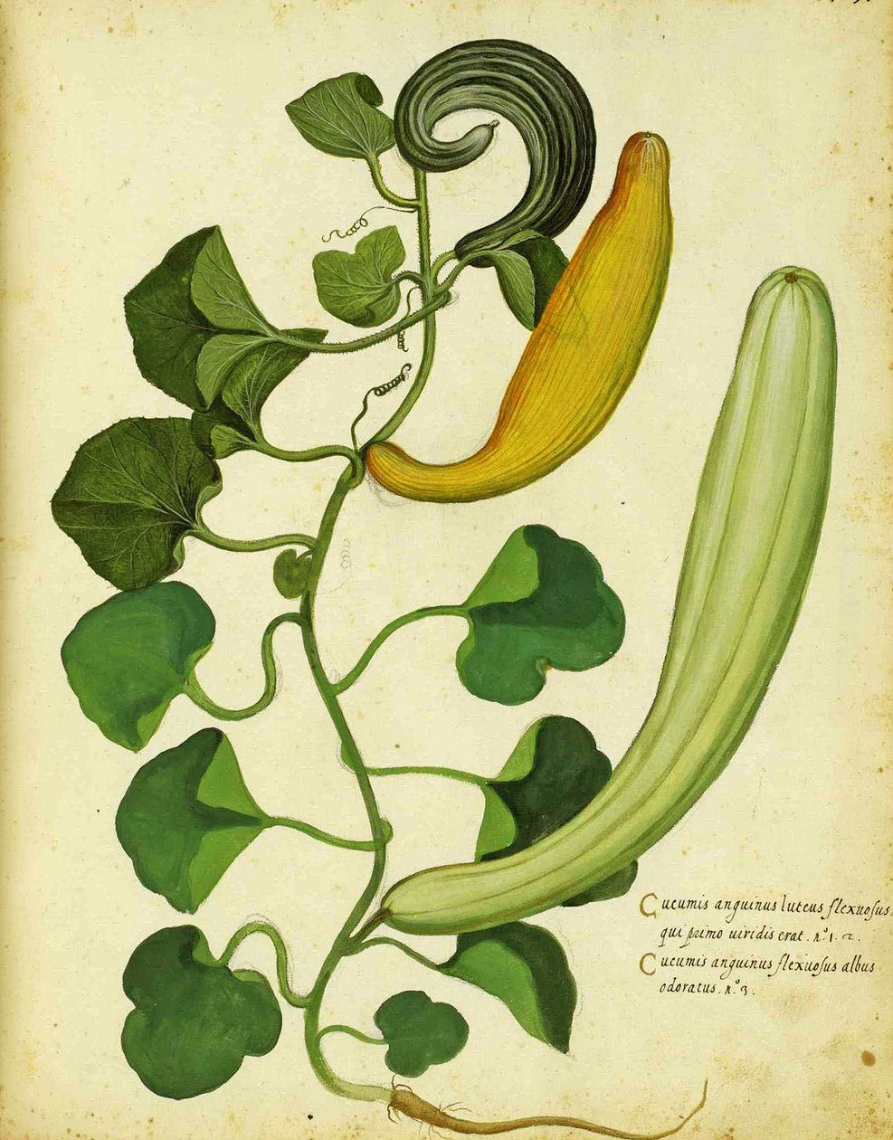 Hadí tykev od Ulisse Aldrovandi od Italian School