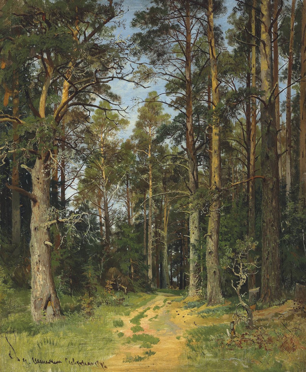 Siverskaya, 1896. od Ivan Ivanovich Shishkin