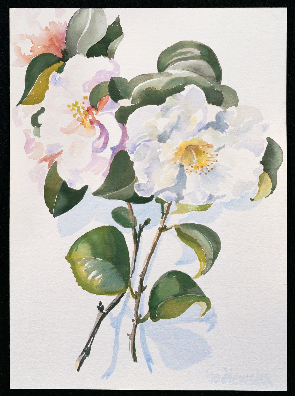Camelia, 1998 (wc na papíře) od Izabella Godlewska de Aranda