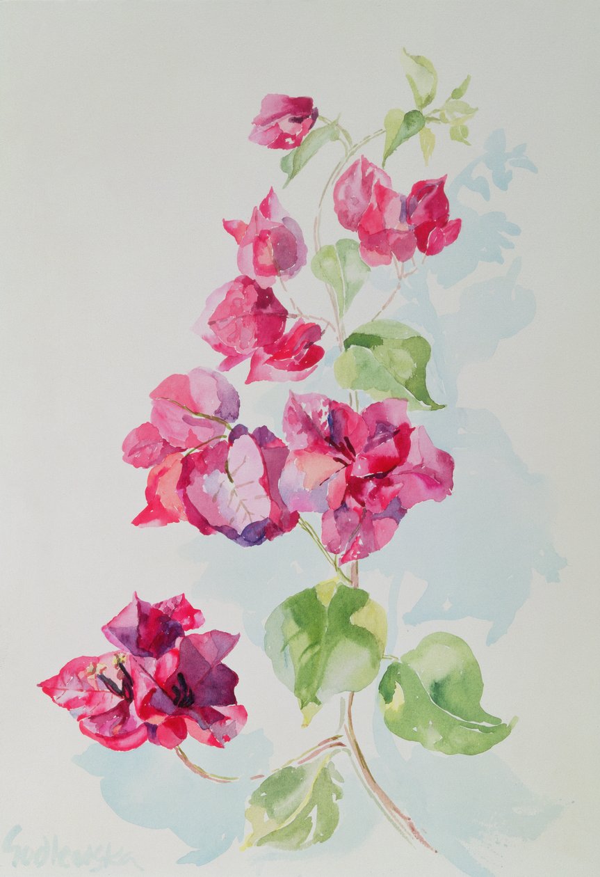 No.2 Bougainvillea Red (wc) od Izabella Godlewska de Aranda
