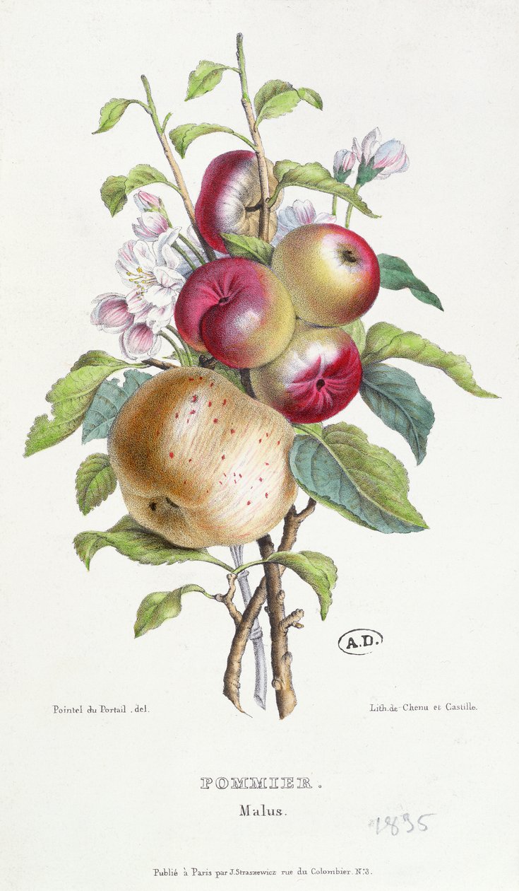 Jabloň (Malus), kolem roku 1835 od J. B. Pointel du Portail