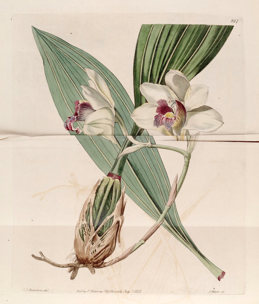 Ilustrace Bifrenaria harrisoniae (jako syn. Maxillaria harrisoniae) od J. C. Robertson