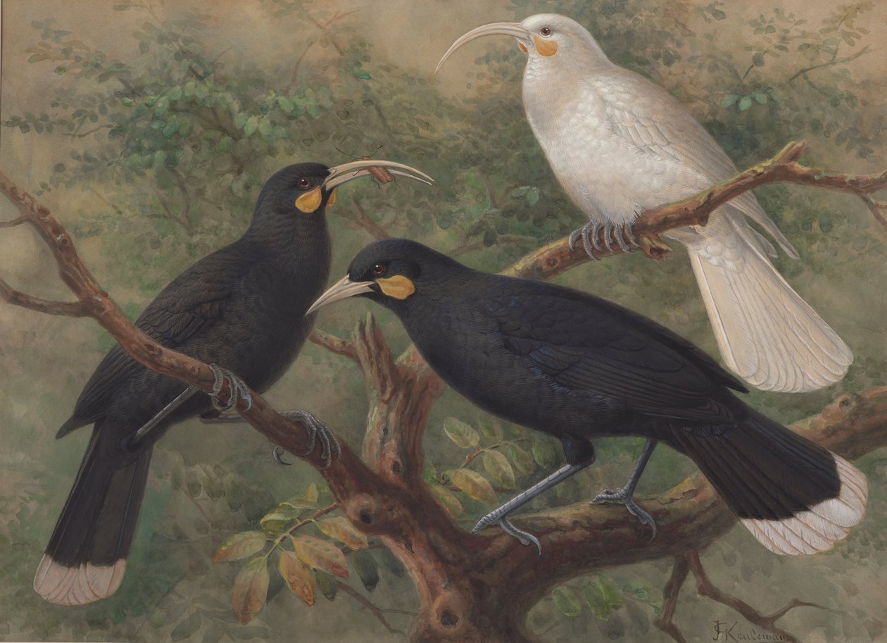 Tři Huia (Heteralocha acutirostris) od J. G. Keulemans