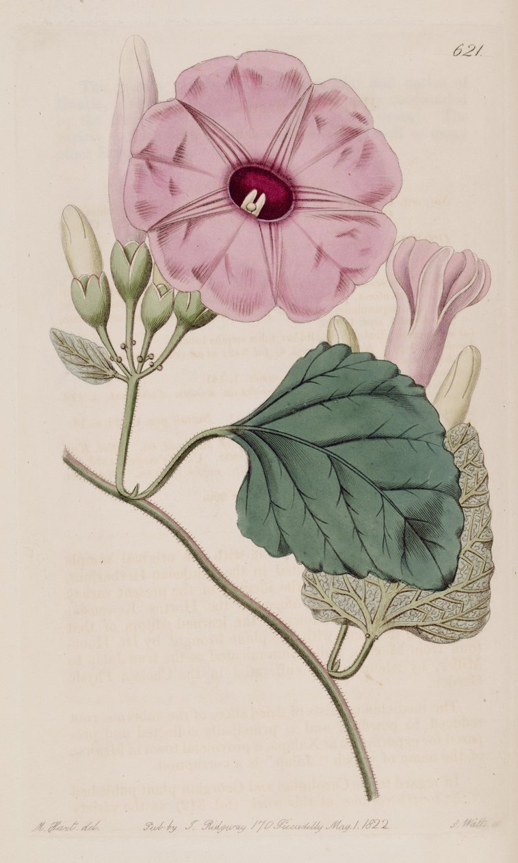Ipomoea jalapa od J.Sims