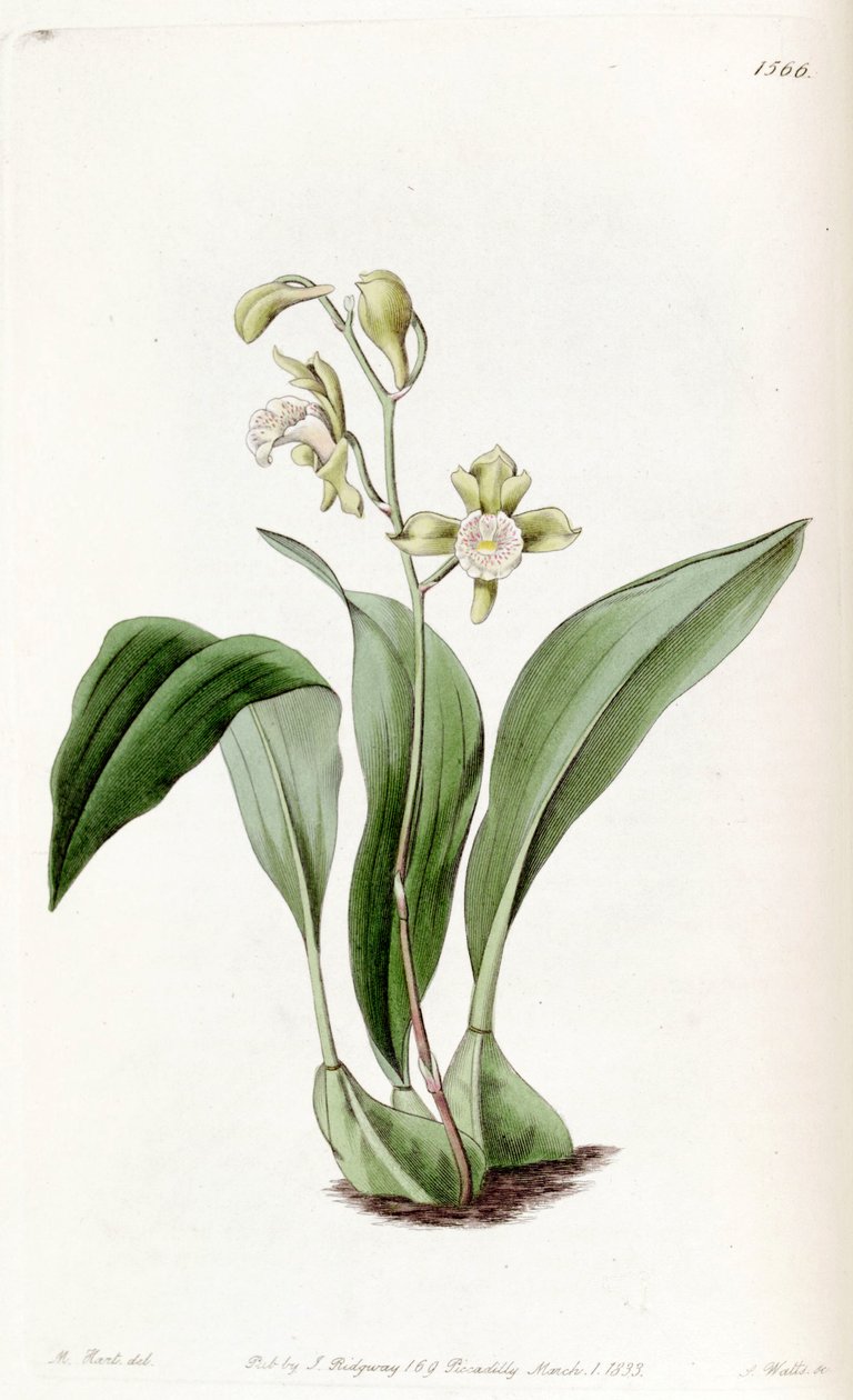 Bifrenaria racemosa (jako syn. Maxillaria racemosa) od Jams  Watts