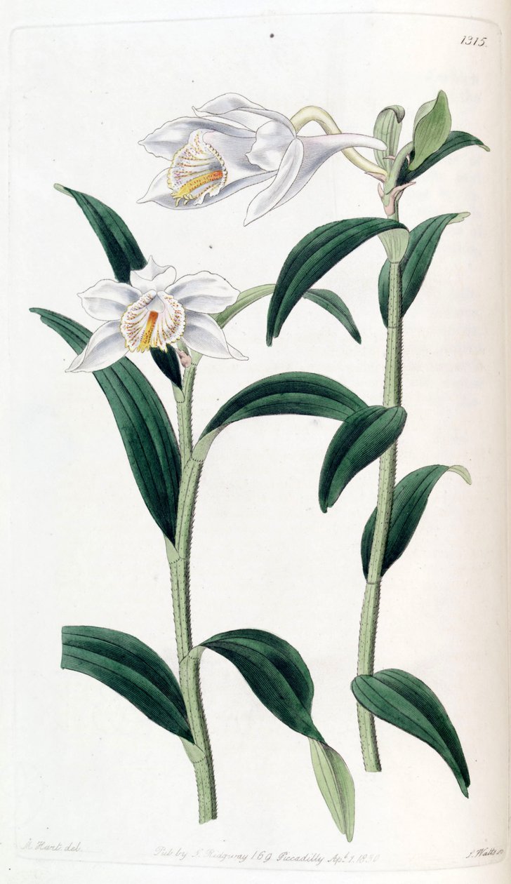 Dendrobium longicornu od Jams  Watts