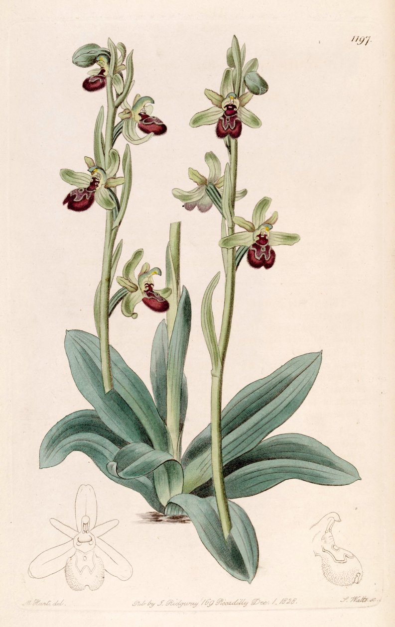 Ilustrace Ophrys sphegodes (jako syn. Ophrys aranifera, hláskovaný araneifera) od Jams  Watts