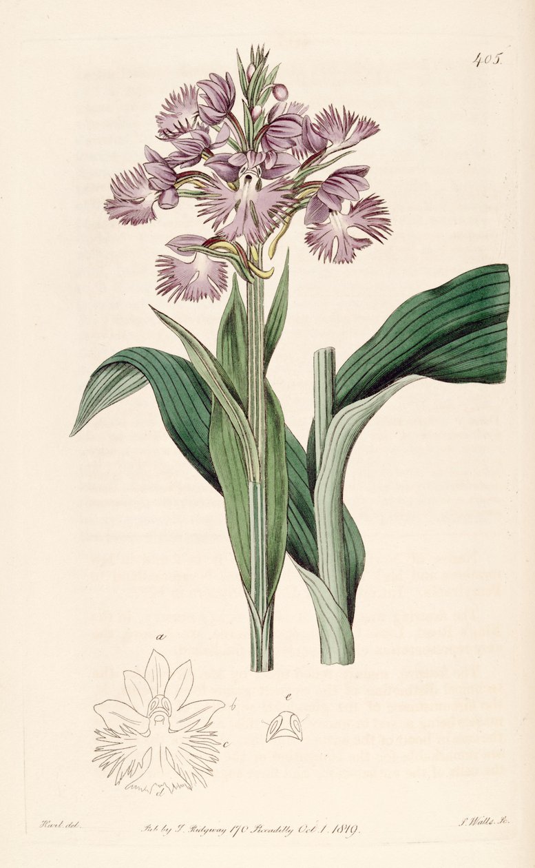 Ilustrace Platanthera grandiflora (jako syn. Habenaria fimbriata) od Jams  Watts