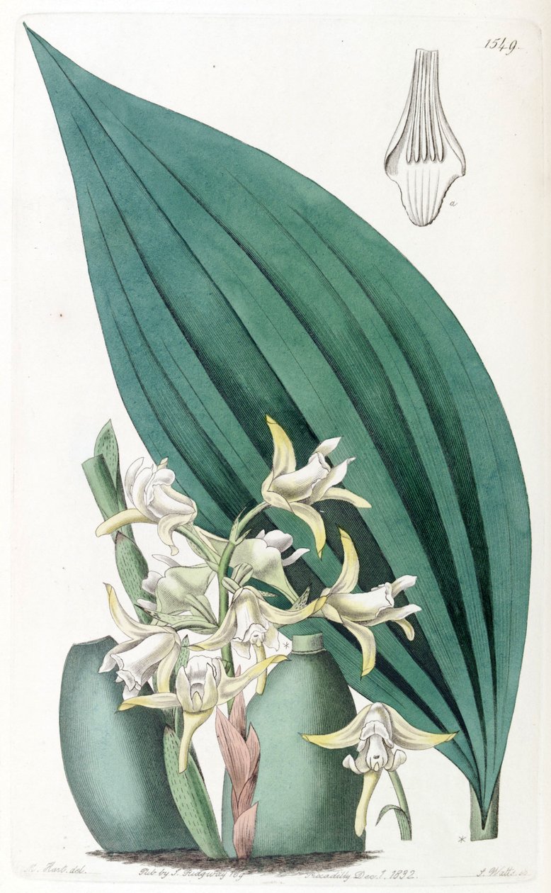 Maxillaria palmifolia (jako syn. Maxillaria decolor) od Jams  Watts