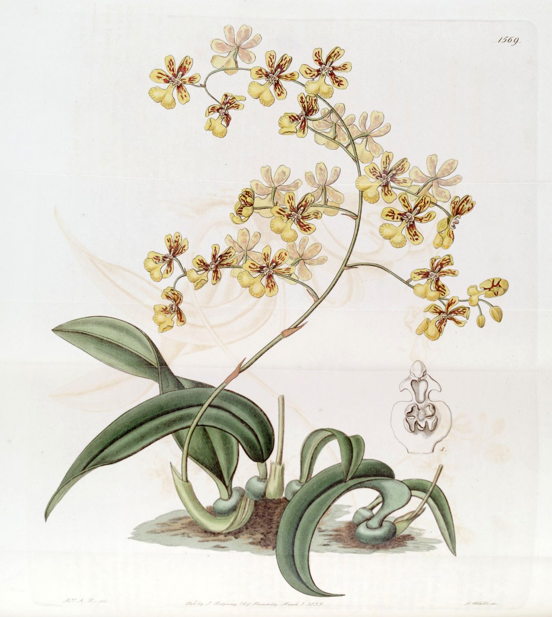 Oncidium auricula nebo Oncidium harrisonianum od Jams  Watts