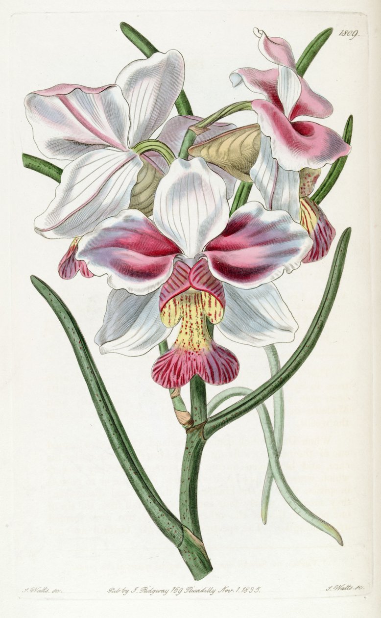 Papilivunante Teresh (Ass. Vanda Teresh) od Jams  Watts