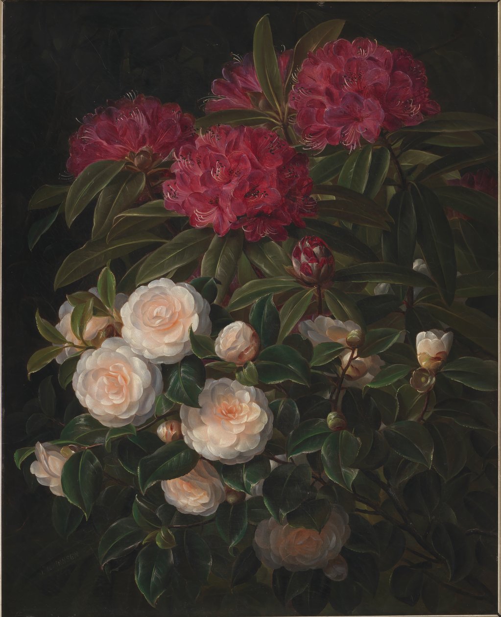 Kamélie a rododendrony od J.L. Jensen
