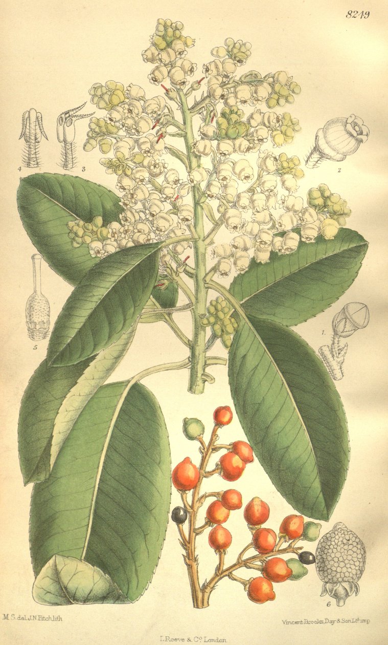 Arbutus menziesii od J.N. Fitch