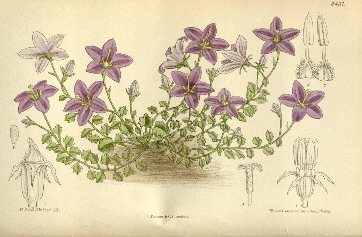 Campanula_arvatica, Campanulaceae od J.N. Fitch