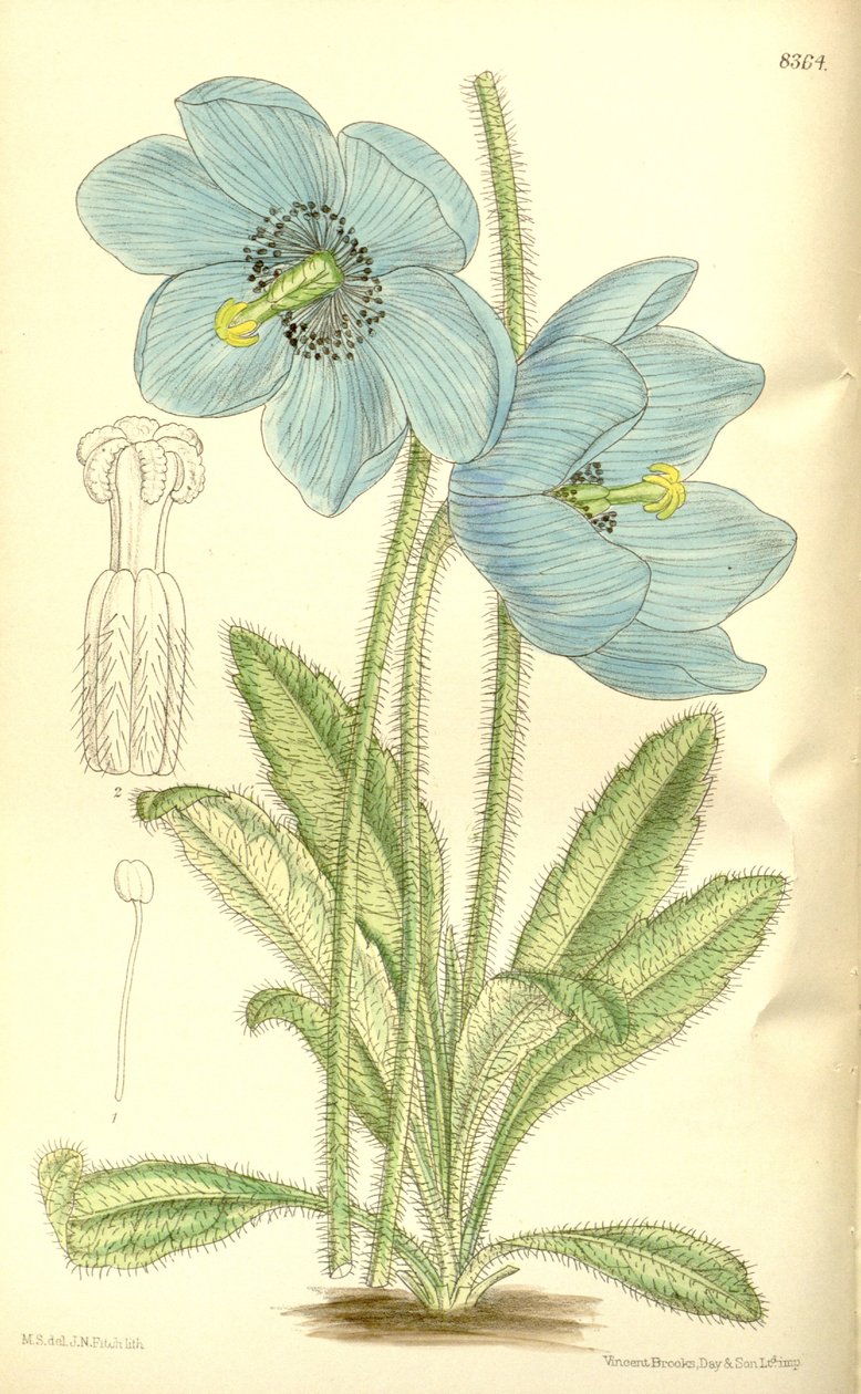 Meconopsis simplicifolia, Papaveraceae od J.N. Fitch