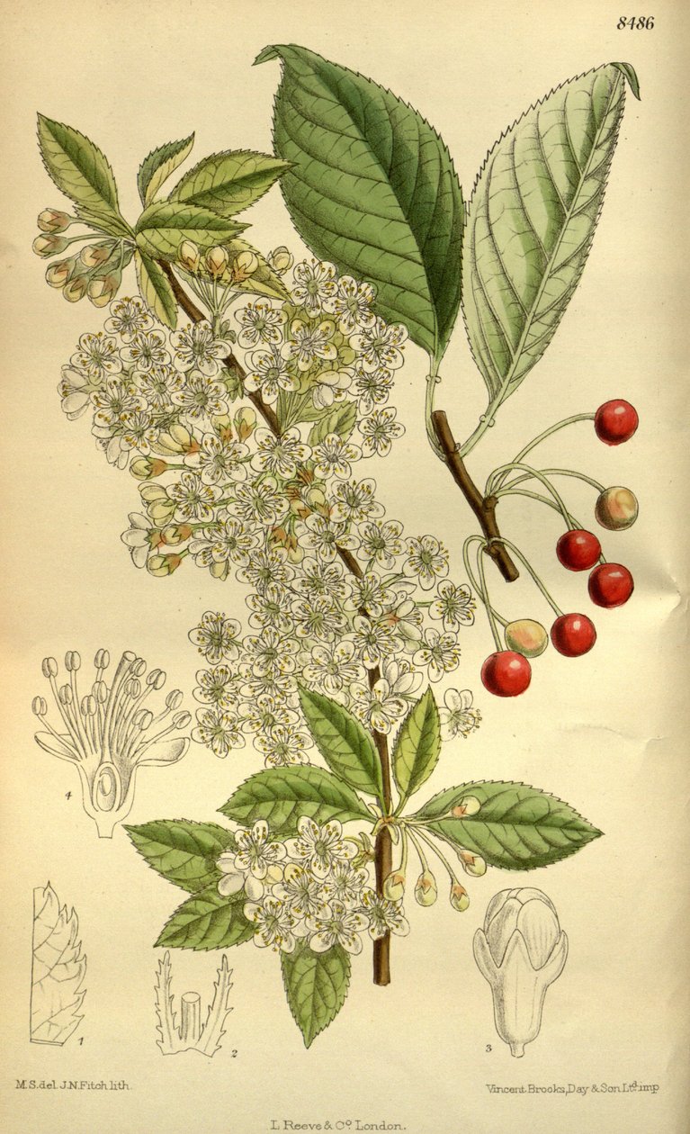 Prunus pensylvanica, Rosaceae od J.N. Fitch