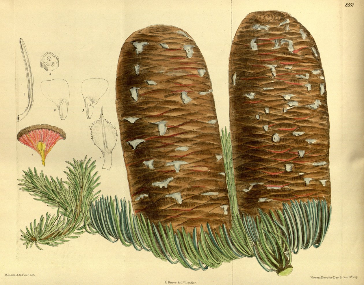 Abies magnifica, Pinaceae od J.N. Fitch