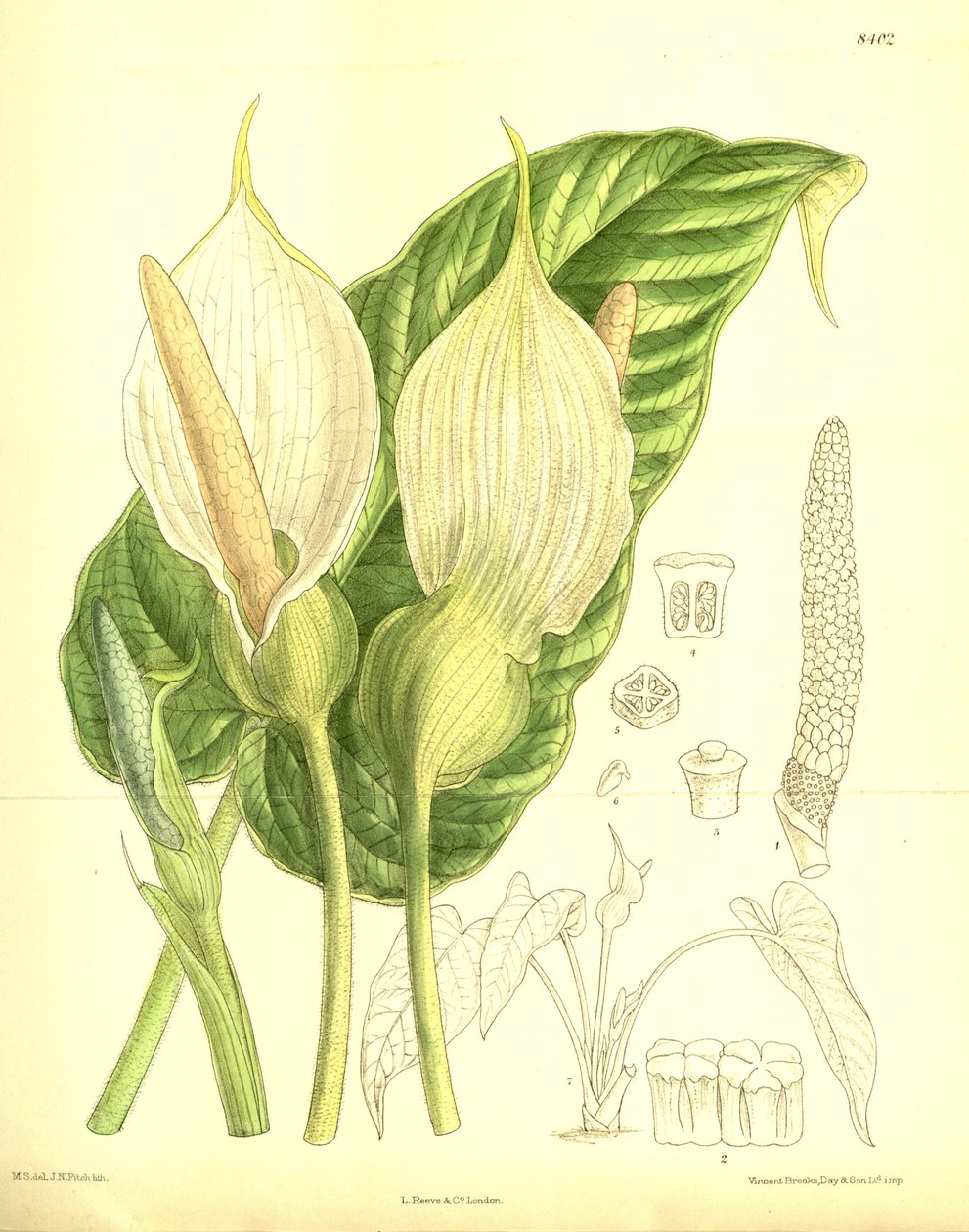 Caladium pubescens, Araceae od J.N. Fitch