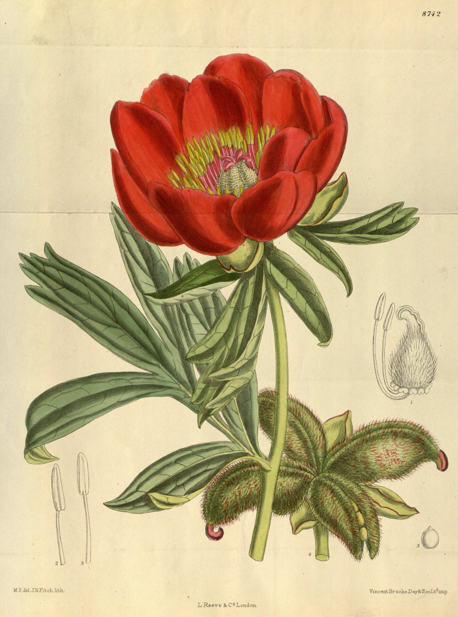 Paeonia peregrina, Paeoniaceae od J.N. Fitch