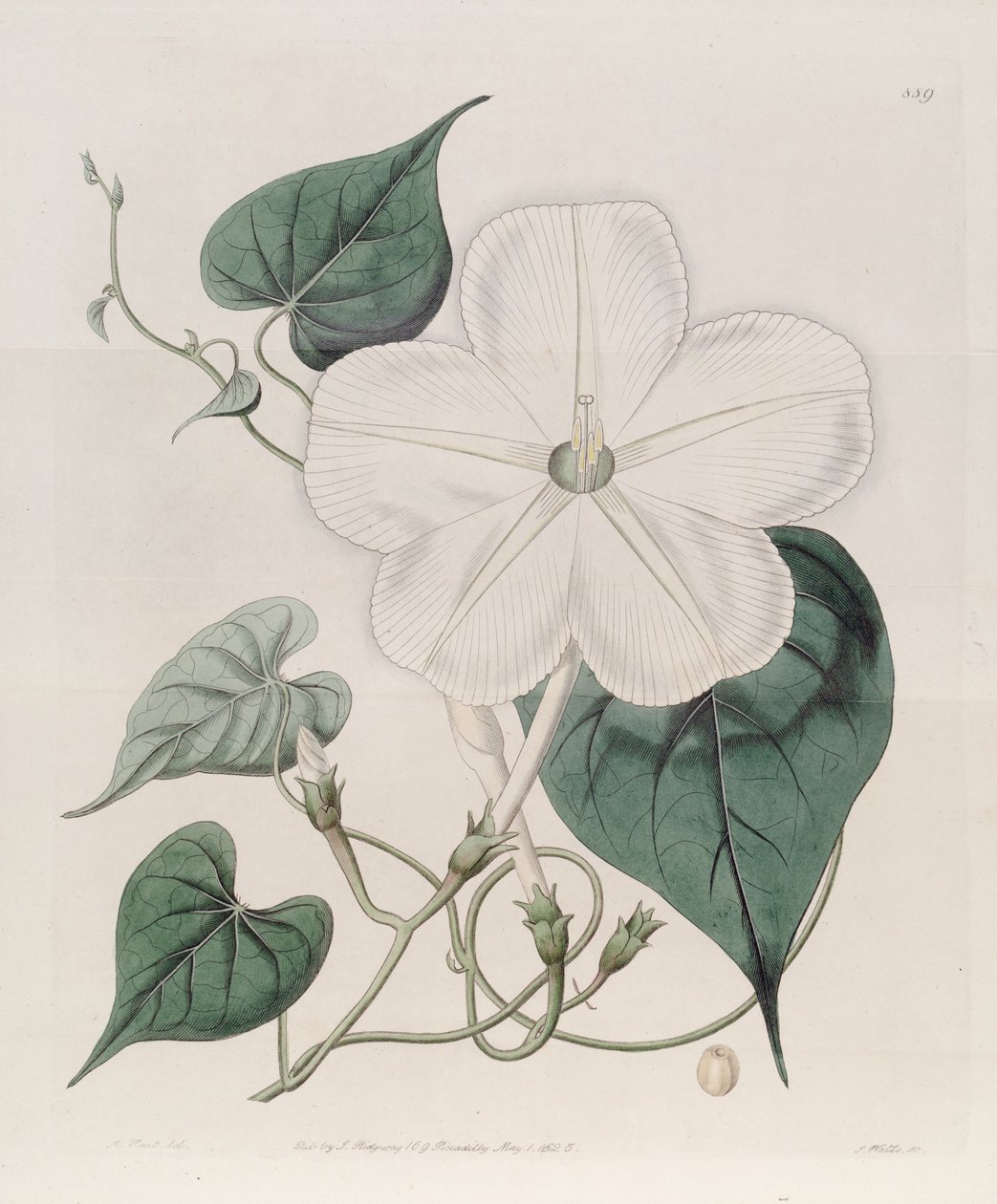 Ipomoea alba od J.Sims