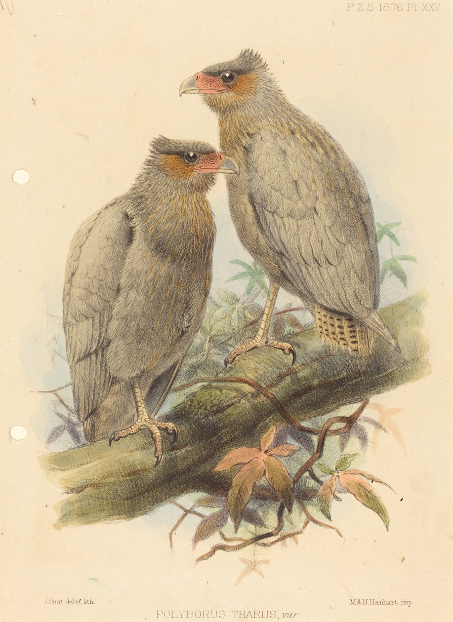 Polyborus Tharus, Var. od J. Smit