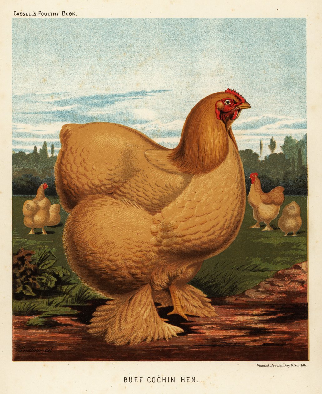 Buff cochin slepice od J. W. (after) Ludlow