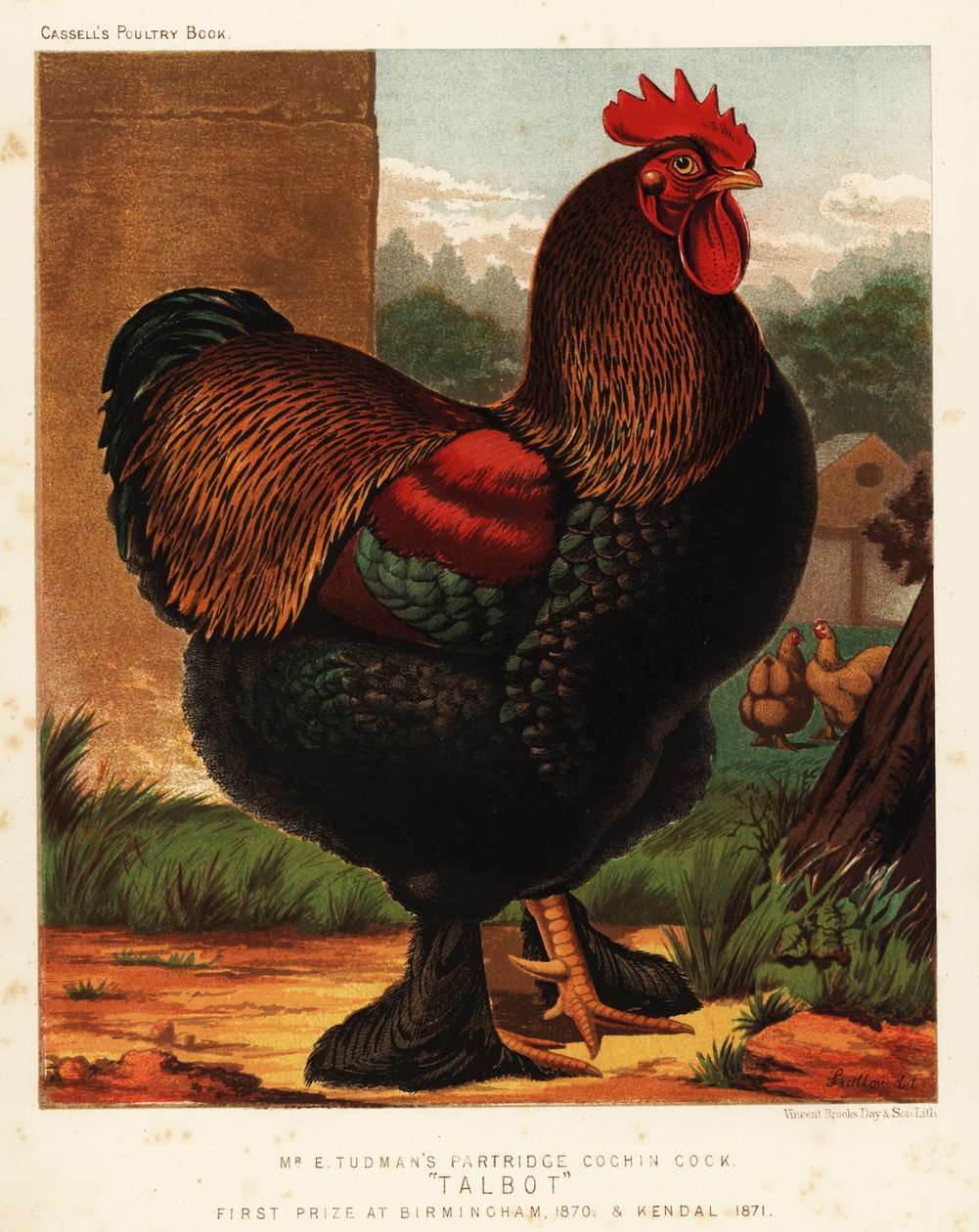 Koroptev cochin kohout od J. W. (after) Ludlow