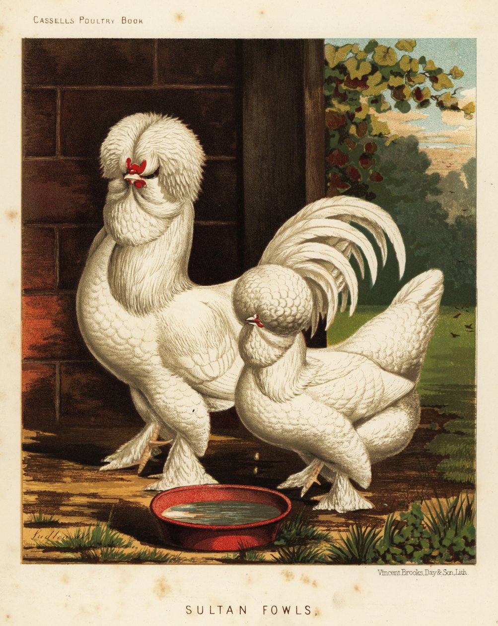 Sultan drůbež, domácí kohout Gallus od J. W. (after) Ludlow