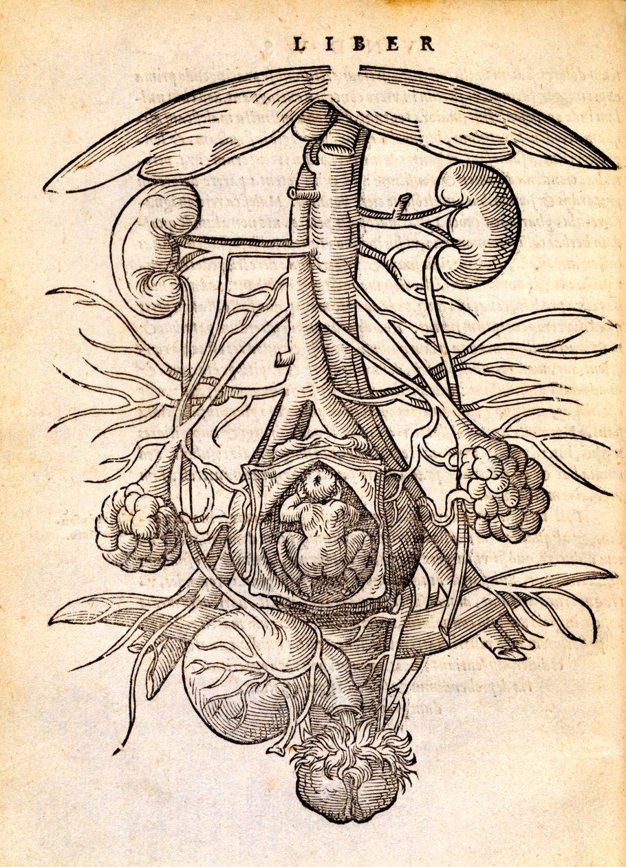 Těhotný ženský reprodukční systém, 1554 od Jacob Rueff