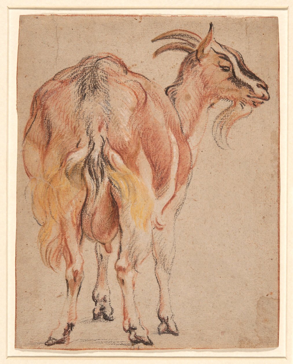 Koza od Jacob Jordaens
