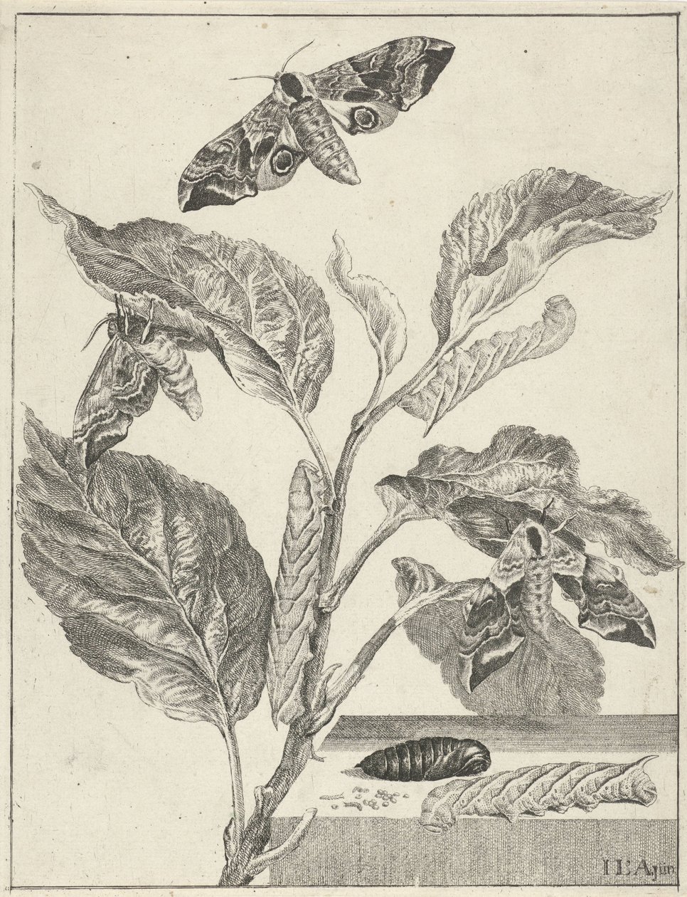 Listy s housenkami a motýly od Jacob l