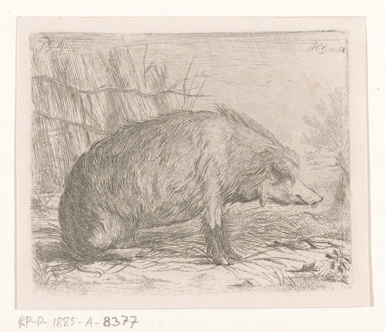 Sedící divočák od Jacobus Cornelis Gaal