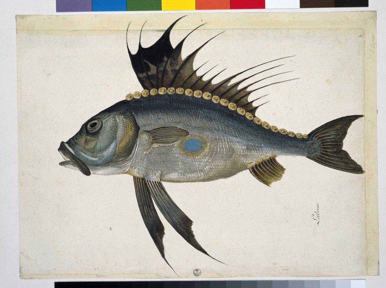 Ryba od Jacopo Ligozzi