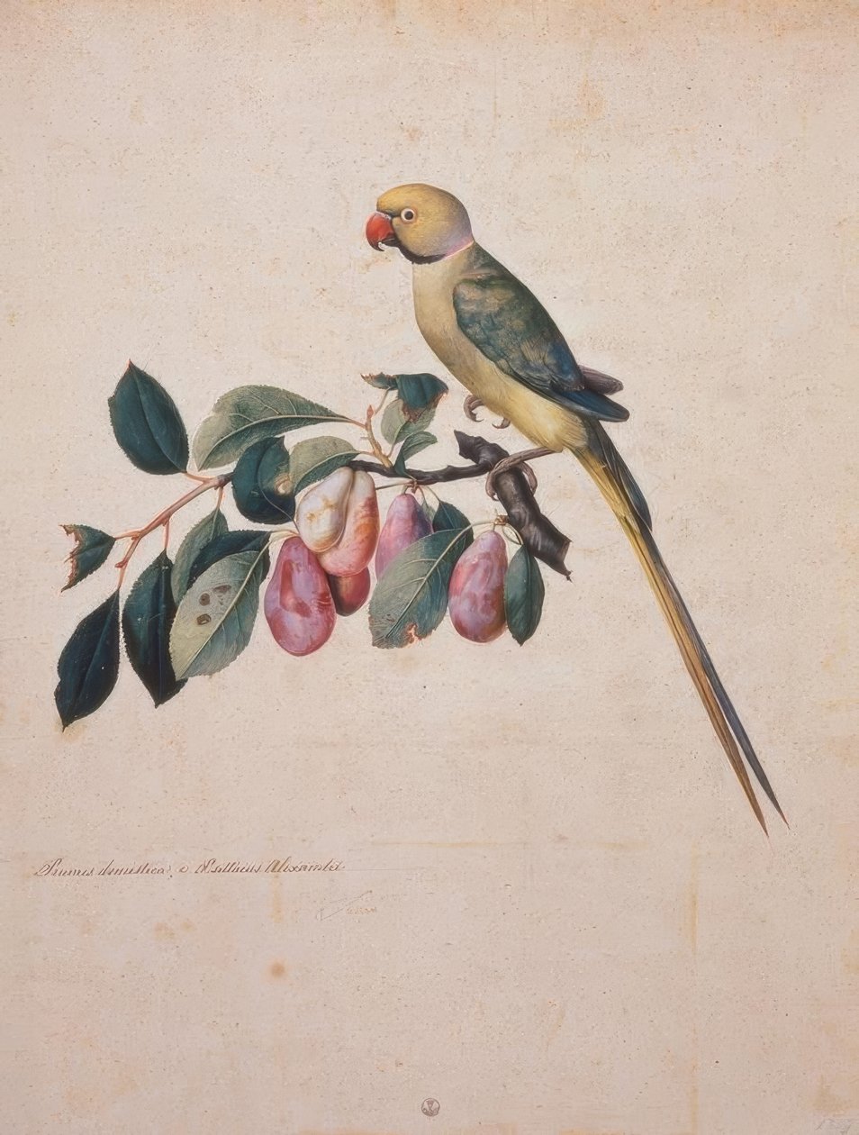 Prunus domesticus, z Alexandrova papouška od Jacopo Ligozzi